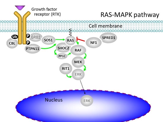 RAS-MAPK-Pathway